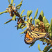 Flickr photo 'Monarch (Danaus plexippus) on Rusty Lyonia' by: Mary Keim.
