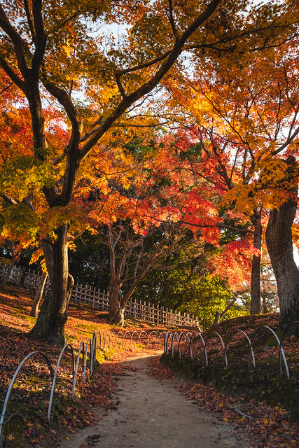 Autumn in Korakuen Garden - Okayama, Japan