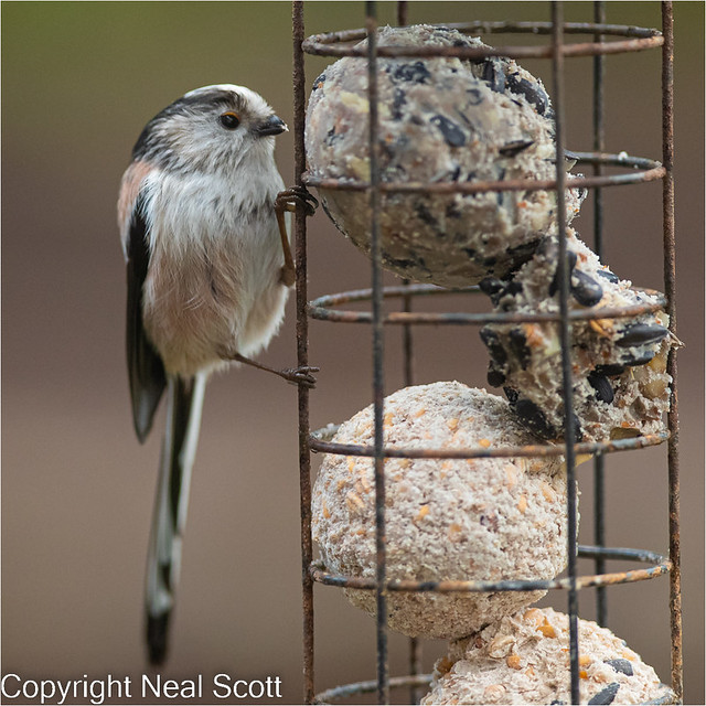Long-tailed tit--4