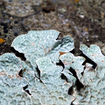 Parmelia sulcata (Shield Lichen) Parmelia sulcata
no collection
USA: CA: Trinity Co.