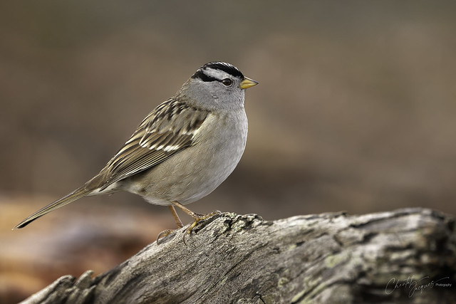 On the Podium - White-crowned Sparrow