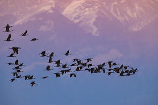 Cranes Along the Mountains