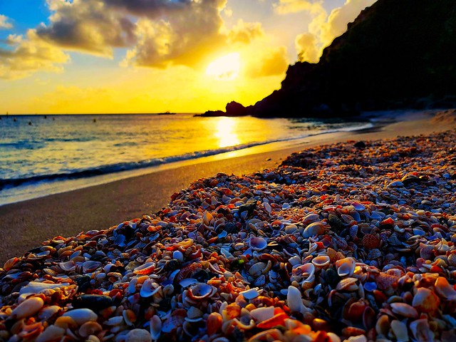 Shells on the Shore