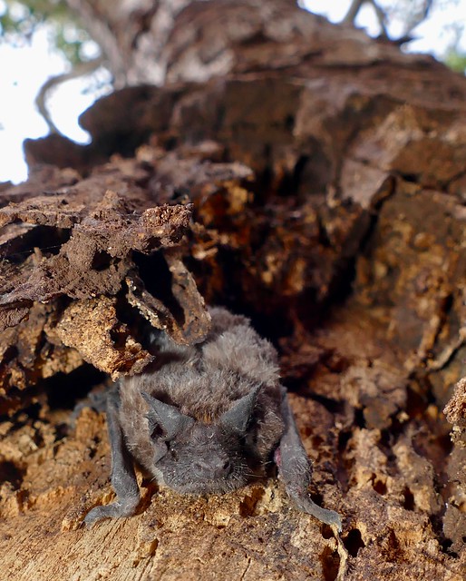 Free-tailed Bat (Mops sp.)
