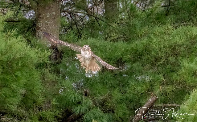 Red-tailed Hawk3