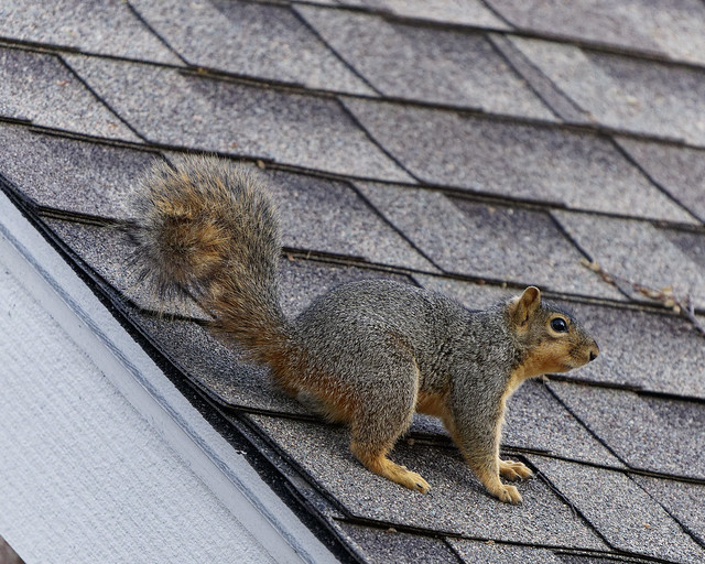 Squirrel on a Roof