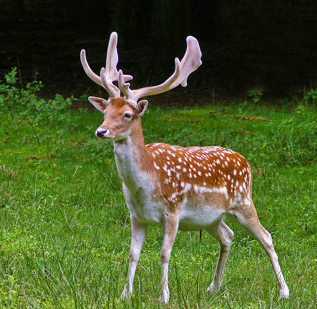 A young fallow deer