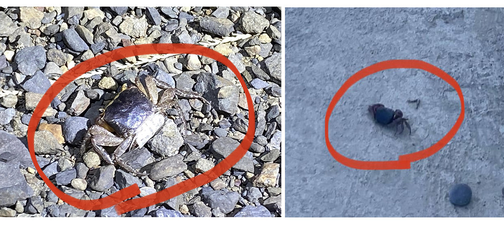 左為未鋪水泥前拍攝到的活陸蟹，右為工程後再水泥地上發現的陸蟹屍體。圖片來源：時代力量陳椒華委員辦公室提供
