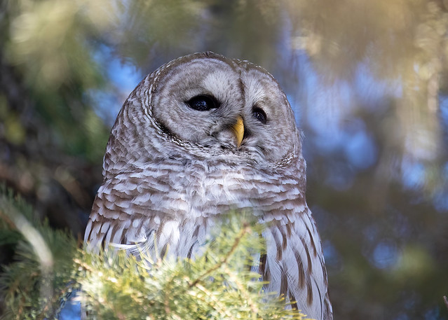 Barred Owl (Strix varia varia) - 20230312-04