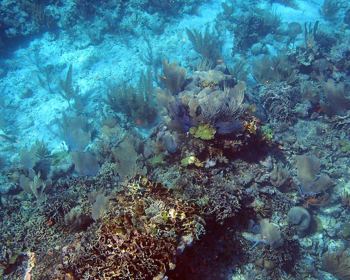 La experiencia de bucear en los arrecifes de coral de Australia