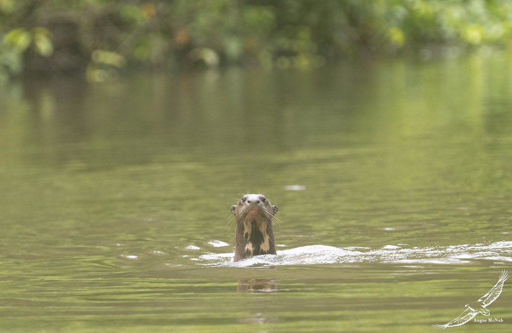 Giant River Otter (Pteronura brasiliensis)