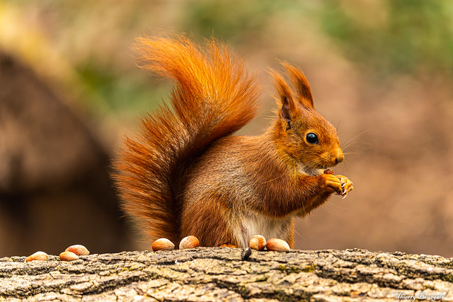 Ecureuil roux - Squirrel - Parc de Sceaux