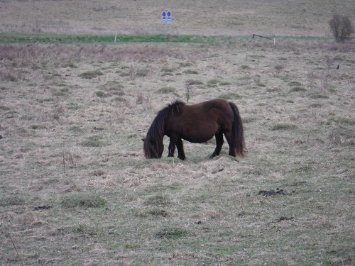 Shetland Pony on Belle Tout flank, by Beachy Head Road SWC403 - Hampden Park to Eastbourne