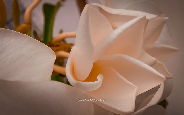 Flor branca( Vendida)