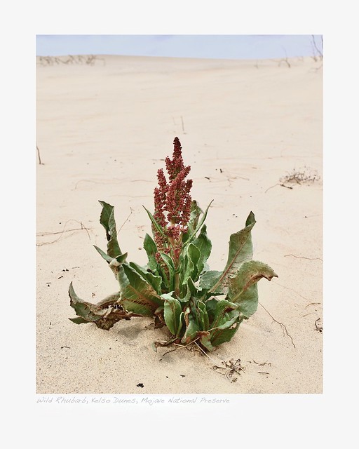 Wild Rhubarb, Kelso Dunes, Mojave National Preserve