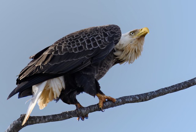 Bald Eagle (Haliaeetus leucocephalus) on Watch