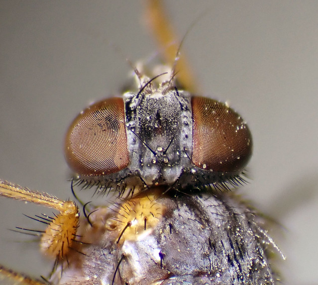 Mydaea maculiventris female head - 'Raylands', Cambs 1