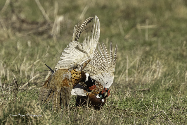 pheasant fight