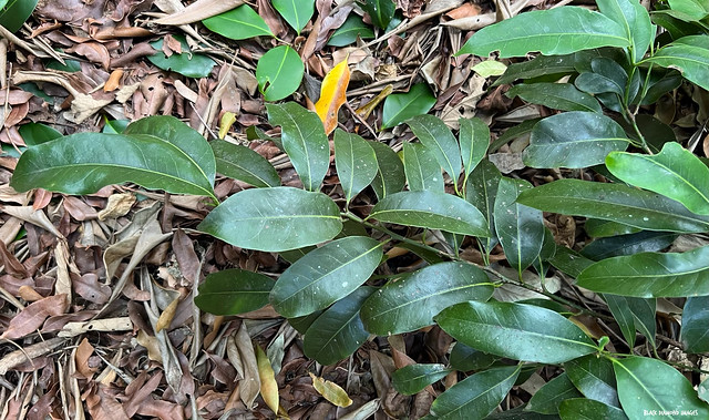 Endiandra compressa - Queensland Greenheart, White Bark