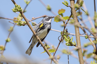 photo of a Yellow-rumped Warbler perched on a tree branch