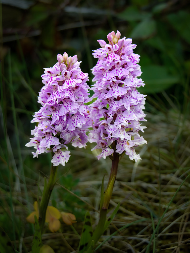 Heath spotted orchid, Giant's Causeway, Northern Ireland