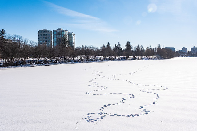 Foot prints on the frozen Rideau River