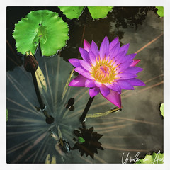 Water Lily 1638