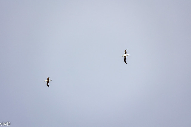 On a drizzly summer evening with gale force winds, rare sight to see a magnificent Southern Royal Albatross pair glide high in the air without flapping wings near its hillside coast nest. See the video at https://flic.kr/p/2ok4VCR
