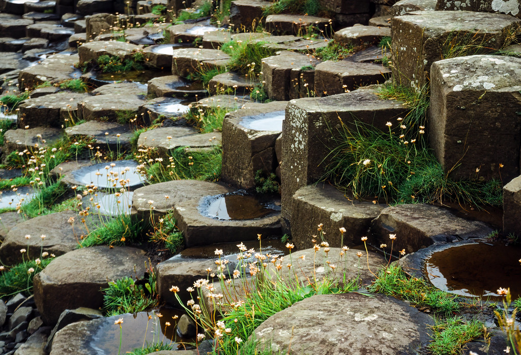 Small pools and wildflowers adorn the columns, Giant's Causeway, County Antrim, Northern Ireland