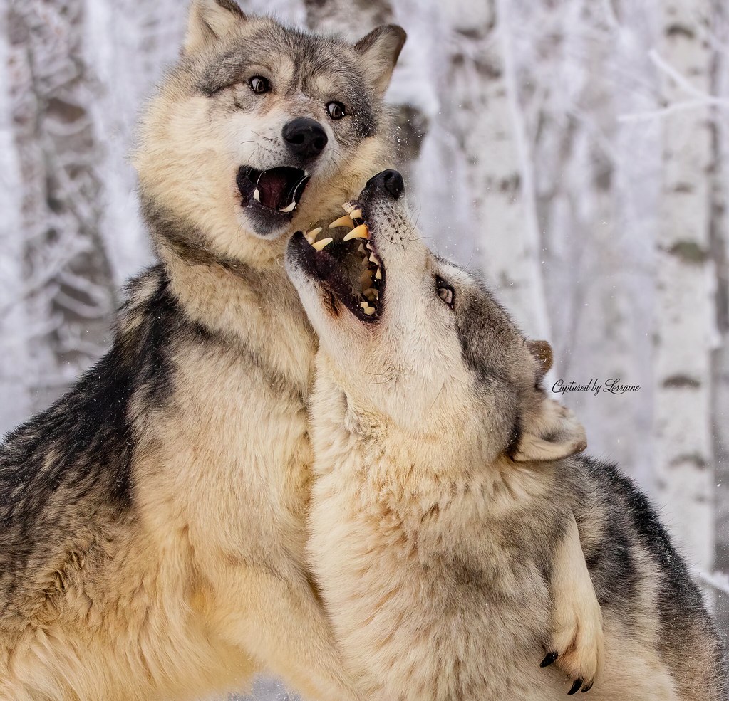 Wolves showing Dominance and Submission | COPYRIGHT by Lorra… | Flickr