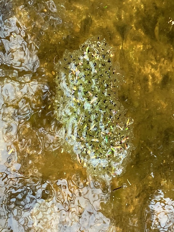 Frogspawn in the small pond