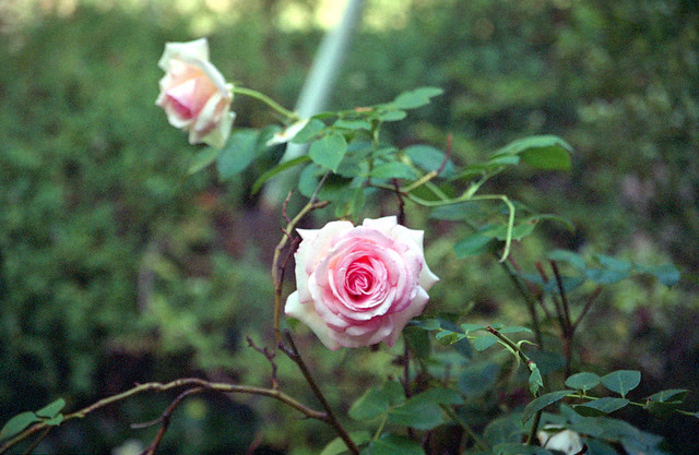 pink rose - Olympus - bokeh