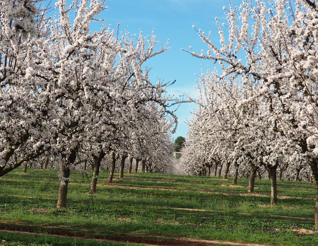 Almond trees field