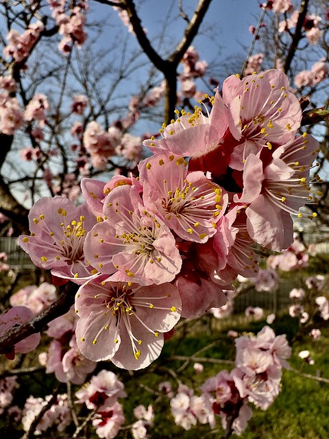 Early Blossoms in Tokyo
