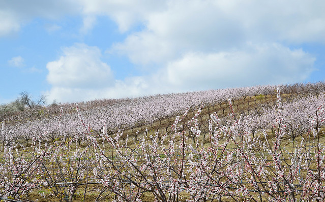La fioritura degli albicocchi nei pressi di Casalfiumanese (Bologna)
