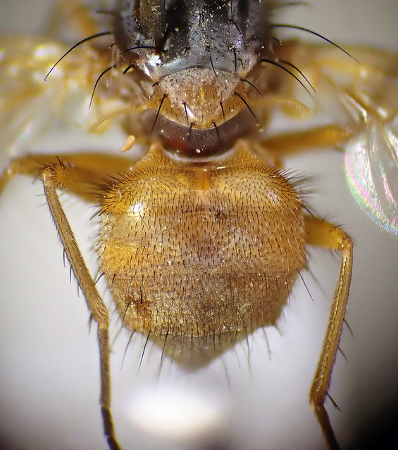 Mydaea maculiventris female abdomen - 'Raylands', Cambs 1