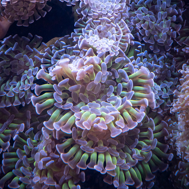 sea anemone ?
