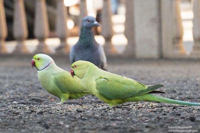 Two Ring-Neck Parakeets and a Pigeon
