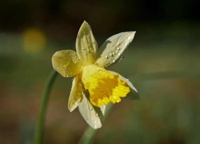 First daffodils 2...