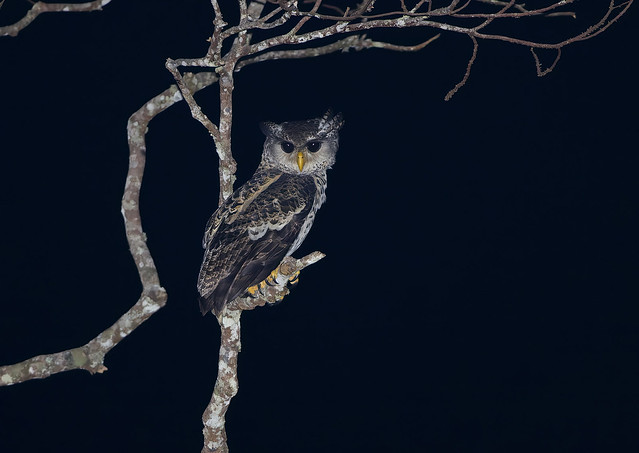 Spot-bellied Eagle-owl / Bufo-sarapintado