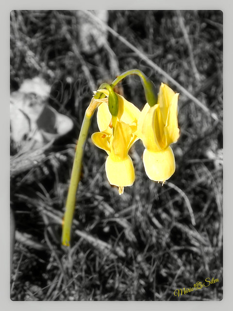 Pinchéis “Narcissus triandrus” Flores campestres, anunciadoras da chegada da primavera …