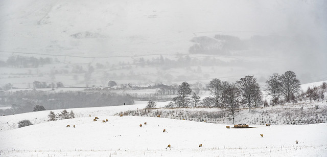 Snowy pastures