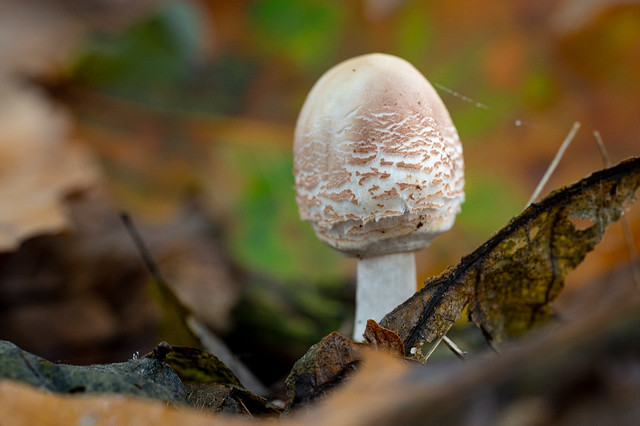 Mushroom in the undergrowth