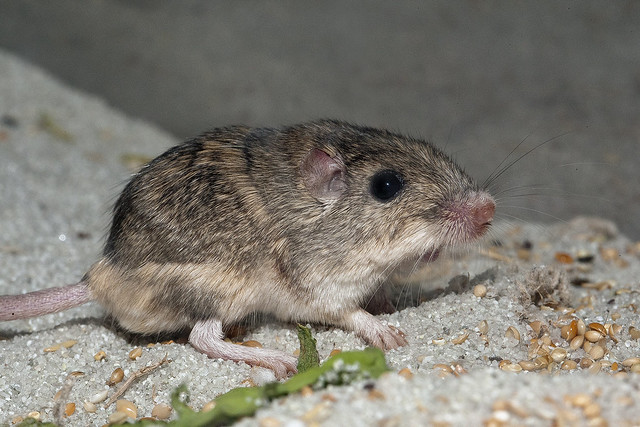 Endangered Mouse Raised by San Diego Zoo Wildlife Alliance Certified by GUINNESS WORLD RECORDS as Oldest Living Mouse in Human Care