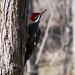 Flickr photo 'Pileated Woodpecker on a Swivel' by: Phil's 1stPix.
