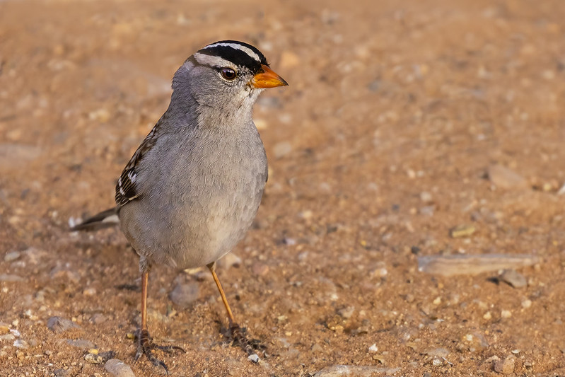 White-crowned Sparrow 09_m-R7_ 03:14:23
