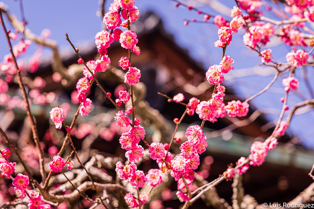 Flores de ciruelo en el templo Ninna-ji de Kioto