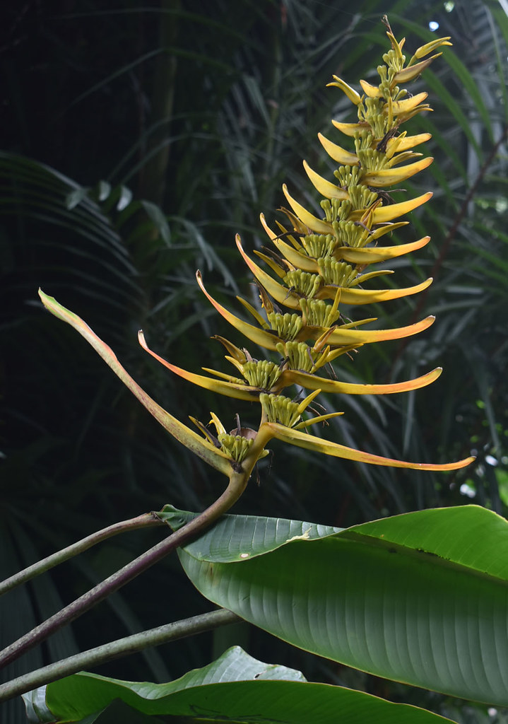 Heliconia ?, Flecker Botanic Garden, Cairns, QLD, 23/01/23