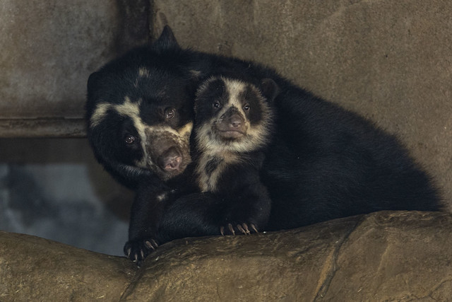 Twin Andean Bear Cubs