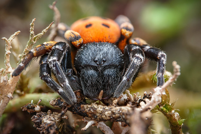 Velvet Spider (Erebus kollari)